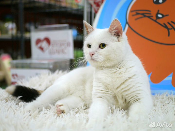 Кошка Маша в добрые руки