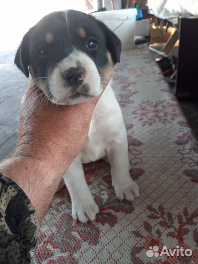 Охотничьи щенки