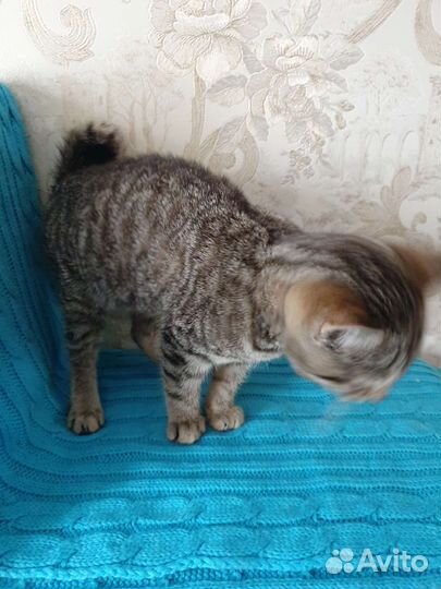 Кошки в добрые руки