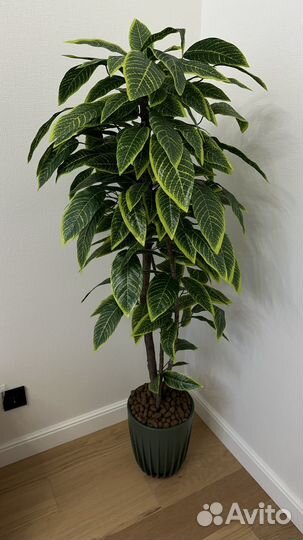 Искусственое дерево манго