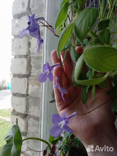 Комплекс из комнатных растений