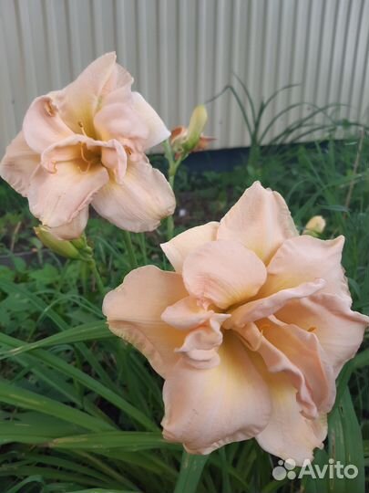 Сортовые лилейники