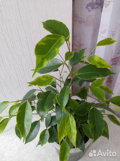 Фикус бенджамина