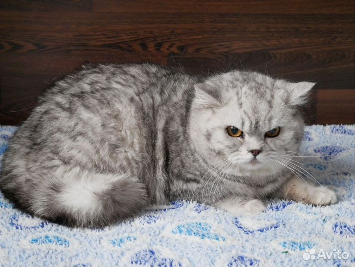 Британский котенок