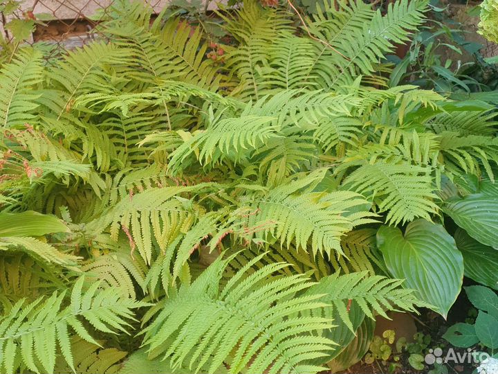 Папоротник садовый