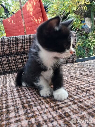 Котята