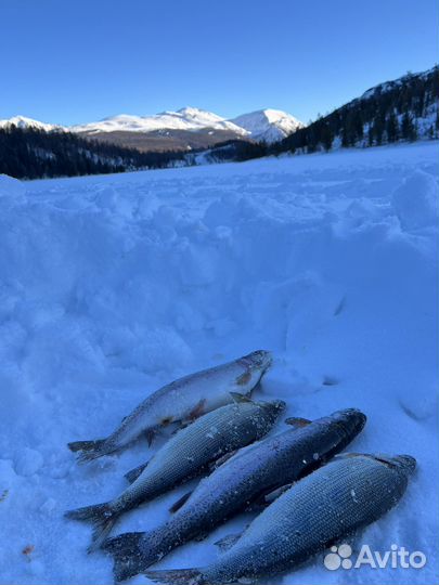 Рыба