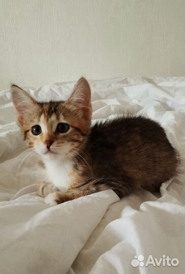 Котенок девочка в добрые руки