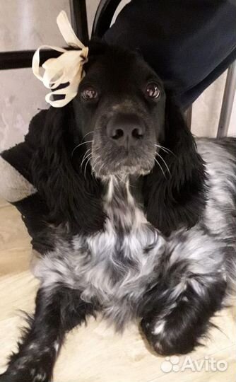 Щенки русского спаниеля