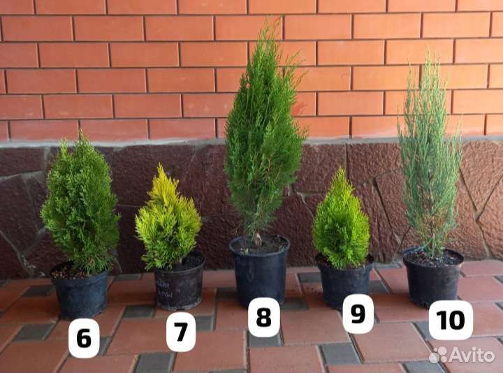 Можжевельники