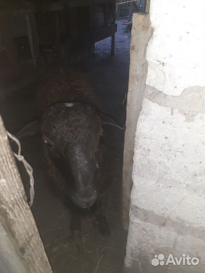 Продам баранину