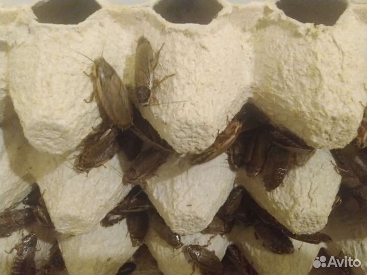 Живые насекомые (сверчки, тараканы, зоофобас)