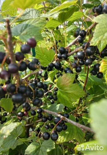 Черная смородина