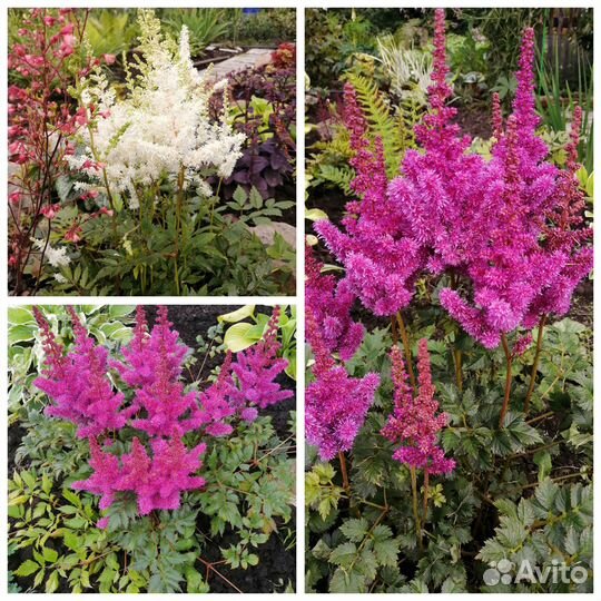 Гейхеры, астильбы, лилейники, хосты