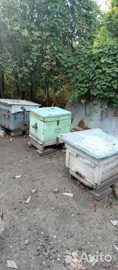 Ульи с пчелами
