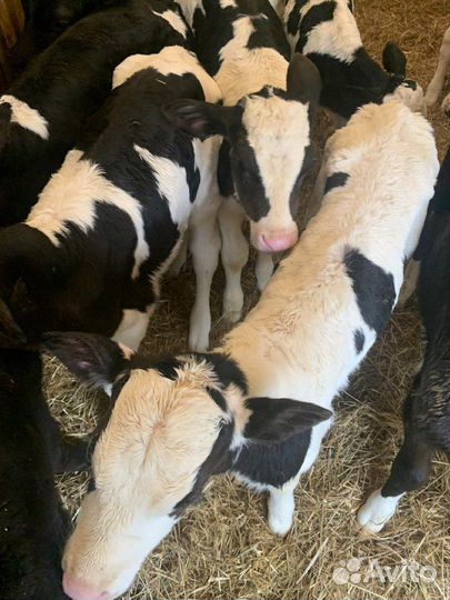 Бычки и телята