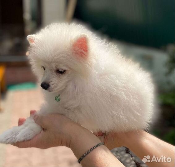 Немецкий шпиц померанского типа