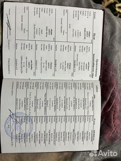 Готовятся к продаже щенки западно сибирской лайки