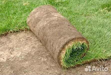 Продажа Рулонного газона