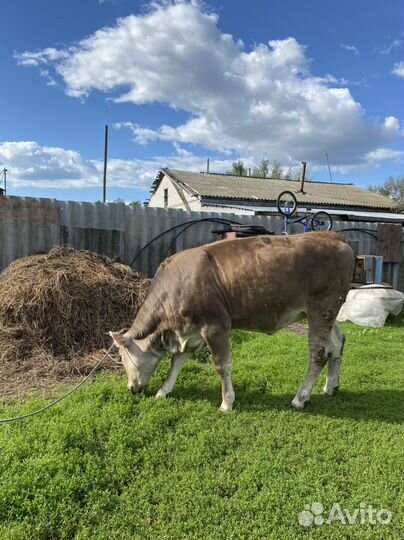 Телка 1 год 1 месяц