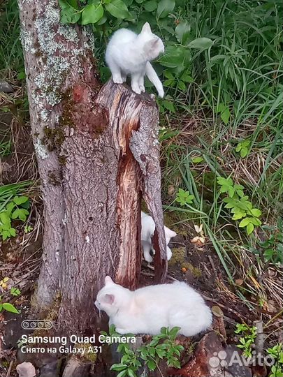 Белые котята