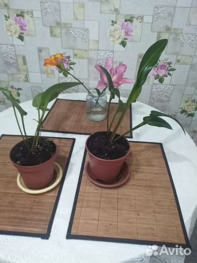 Спатифиллум