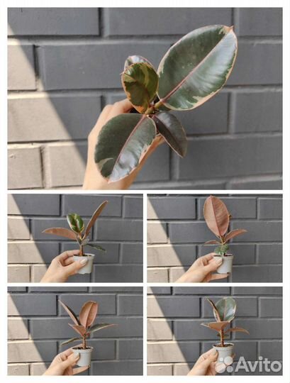 Фикусы эластика сортовые