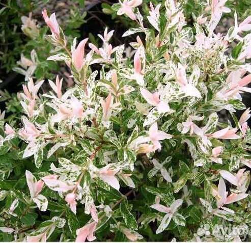 Многолетнее растение для сада ива Хакуро нишики