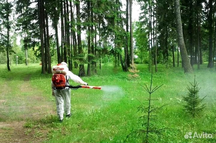 Уничтожение клопов тараканов грызунов блох