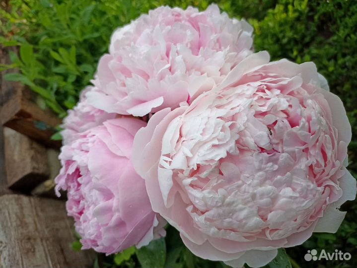 Пион Сара Бернар из моего сада