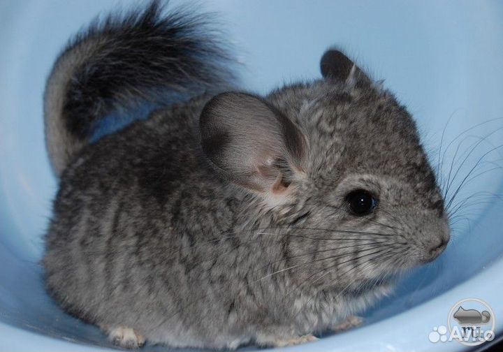 Шиншиллки малыши