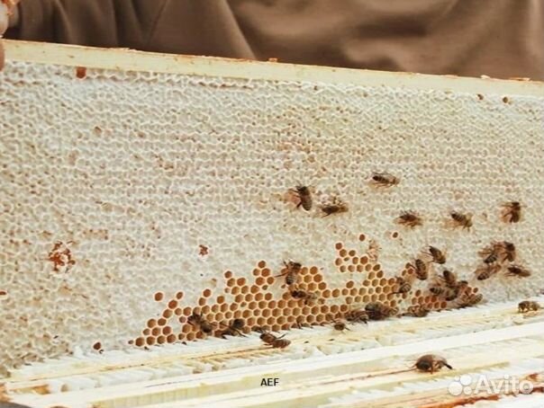 Мед 2024 года натуральный опт