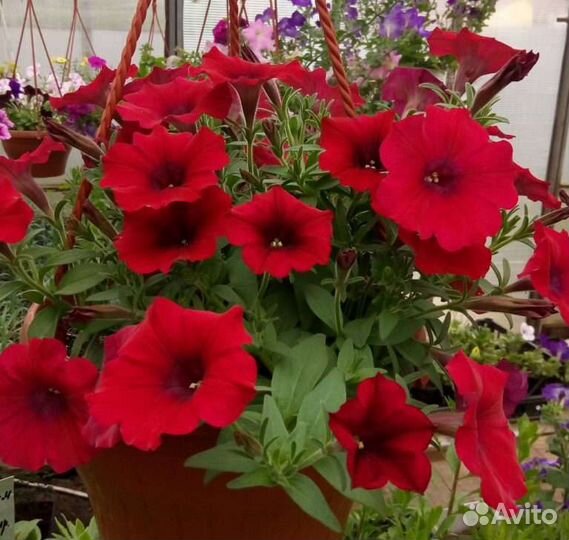 Черенки вегетативной петунии, петхоа