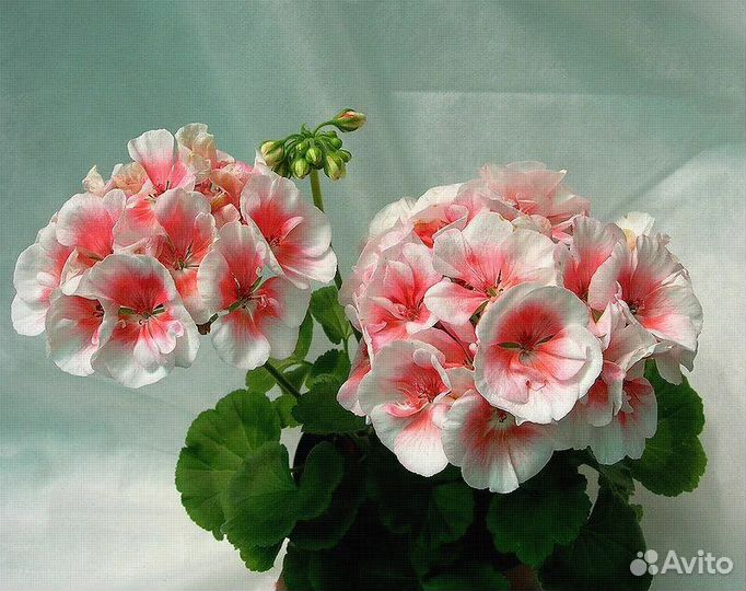 Пеларгонии сортовые