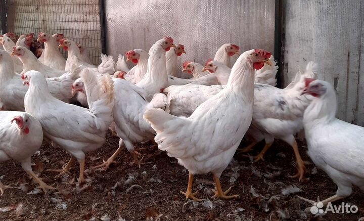 Минорка,коралл- молодка