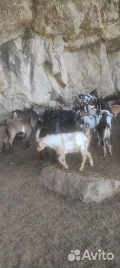 Козлята