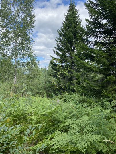 Участок 6 сот. (СНТ, ДНП)