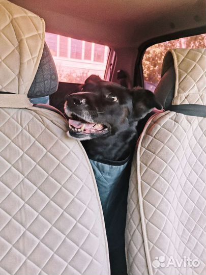 Зоотакси, перевозка животных, собаки, кошки, такси