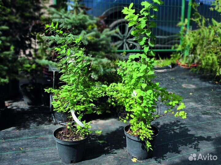 Спирея вангутта 30-50 см, с3