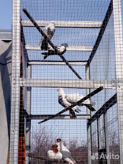 Голуби красноголовые