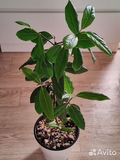 Лавровое дерево