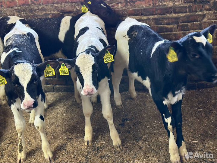 Телята бычки