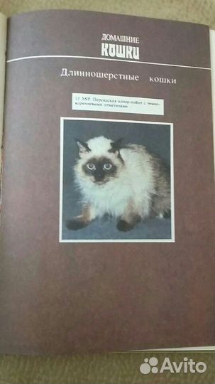Книга по содержанию за домашними кошками