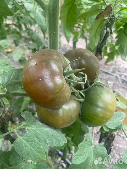 Семена чёрного томата Пандора