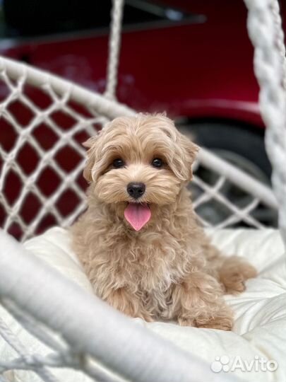 Мльтипу ф1 скор мелкий стандарт