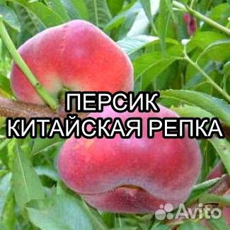 Саженцы персика