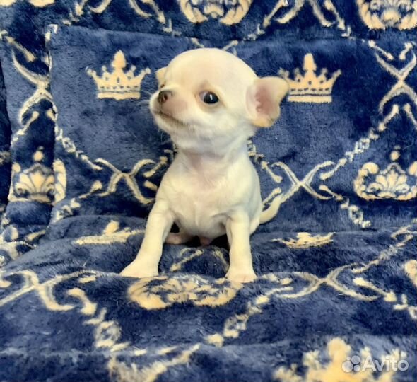 Мини Эльфик