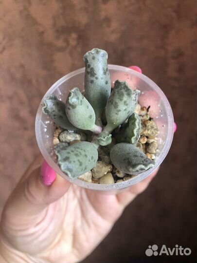 Суккулент адромискус утончённый