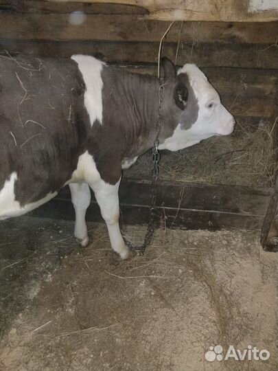 Корова телка