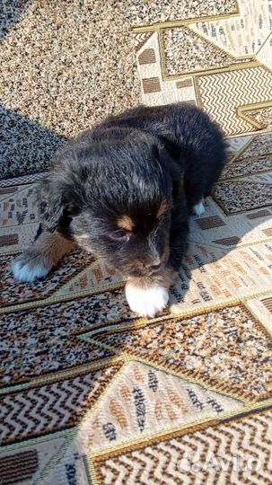 Собаки бесплатно в добрые руки щенки